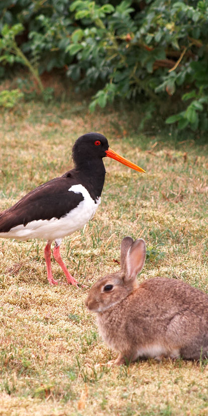 Baltrum und Du ... CDU